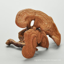 wholesale price old age wild Dried Ganoderma lucidum Reishi